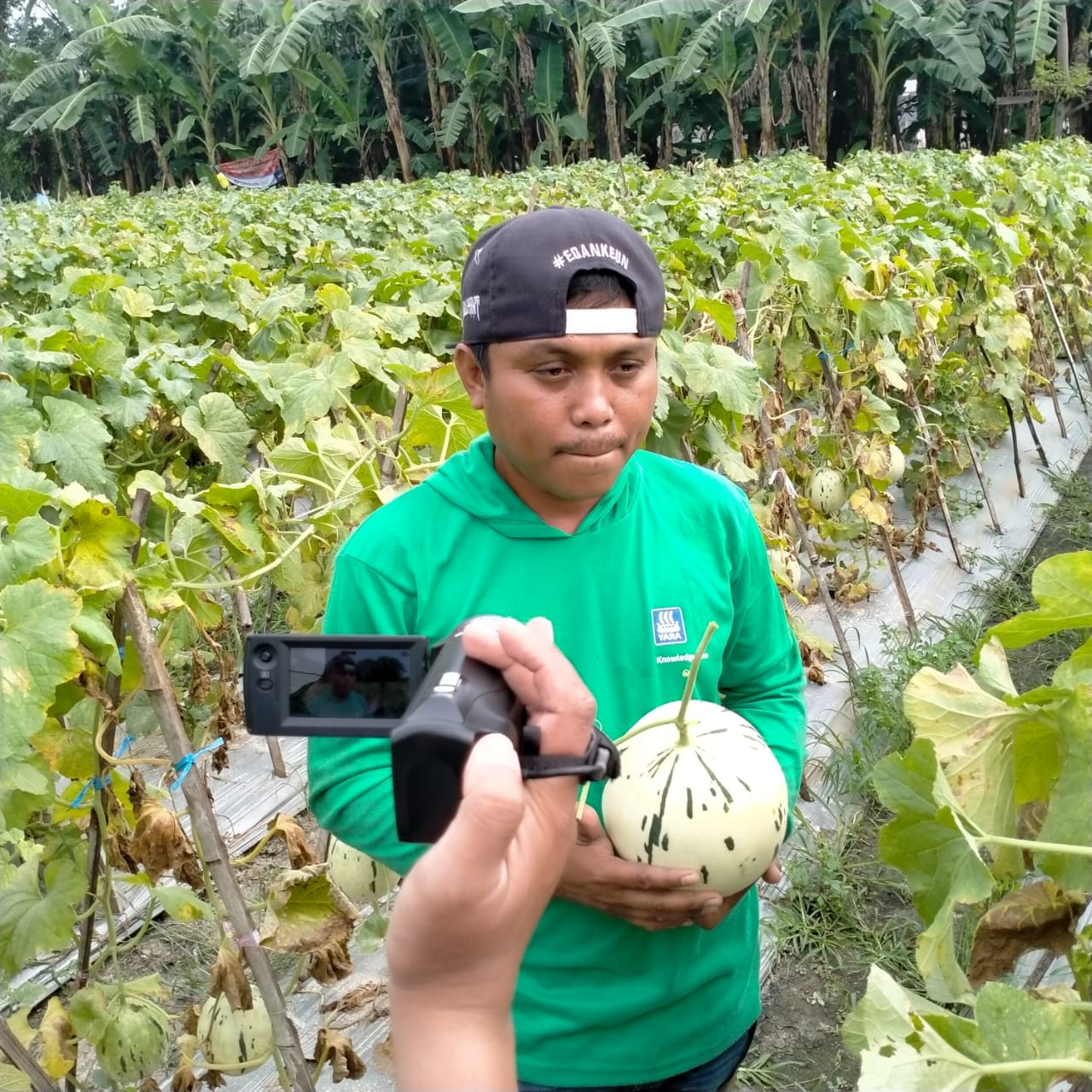 Melon Dalmatian Buah Pendatang Baru Petani Kota Probolinggo