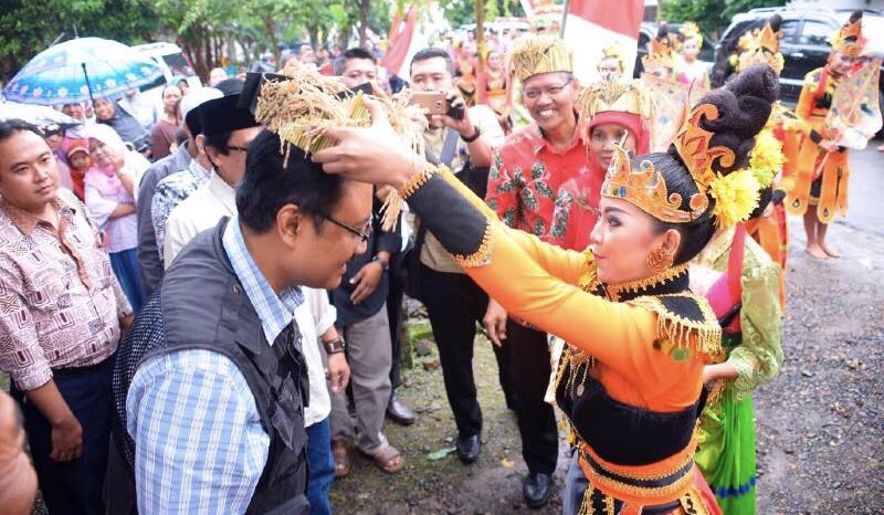 Wagub Jatim Saifullah Yusuf Petik Padi Perdana 2017 di Ds. Sabrang, Kec. Ambulu, Kab. Jember, Sabtu (8/4).   