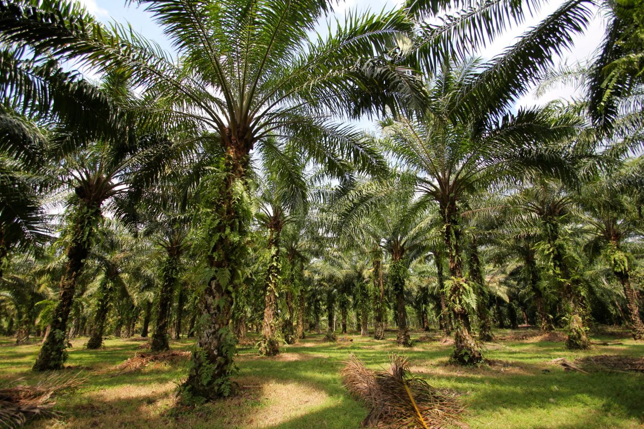 Kebun Sawit. (Foto: Mongabay)