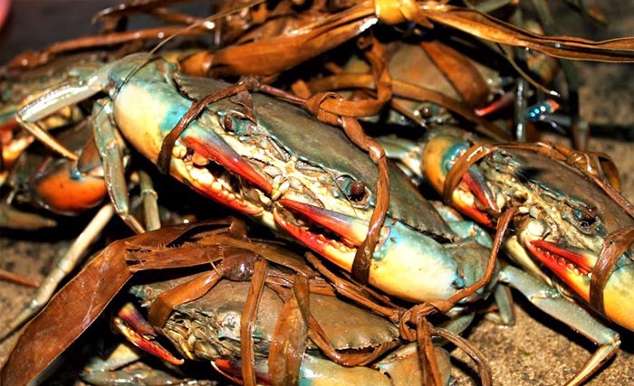 Perlu hati-hati memilih kepiting untuk dikonsumsi. (foto: dokumen) 