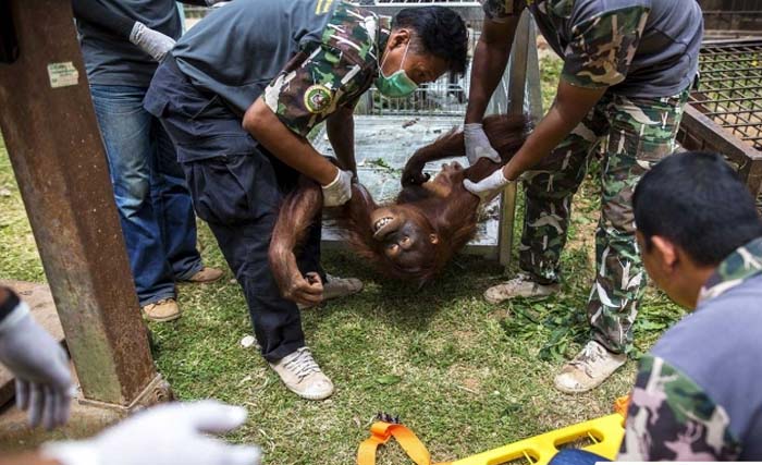 Petugas karantina Thailand bersama orang utan asal Indonesia. (foto: dokumentasi)