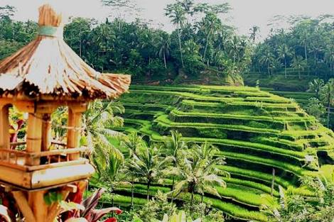 TERBAIK: Keindahan alam Ubud membuatnya jadi kota terbaik dunia. 