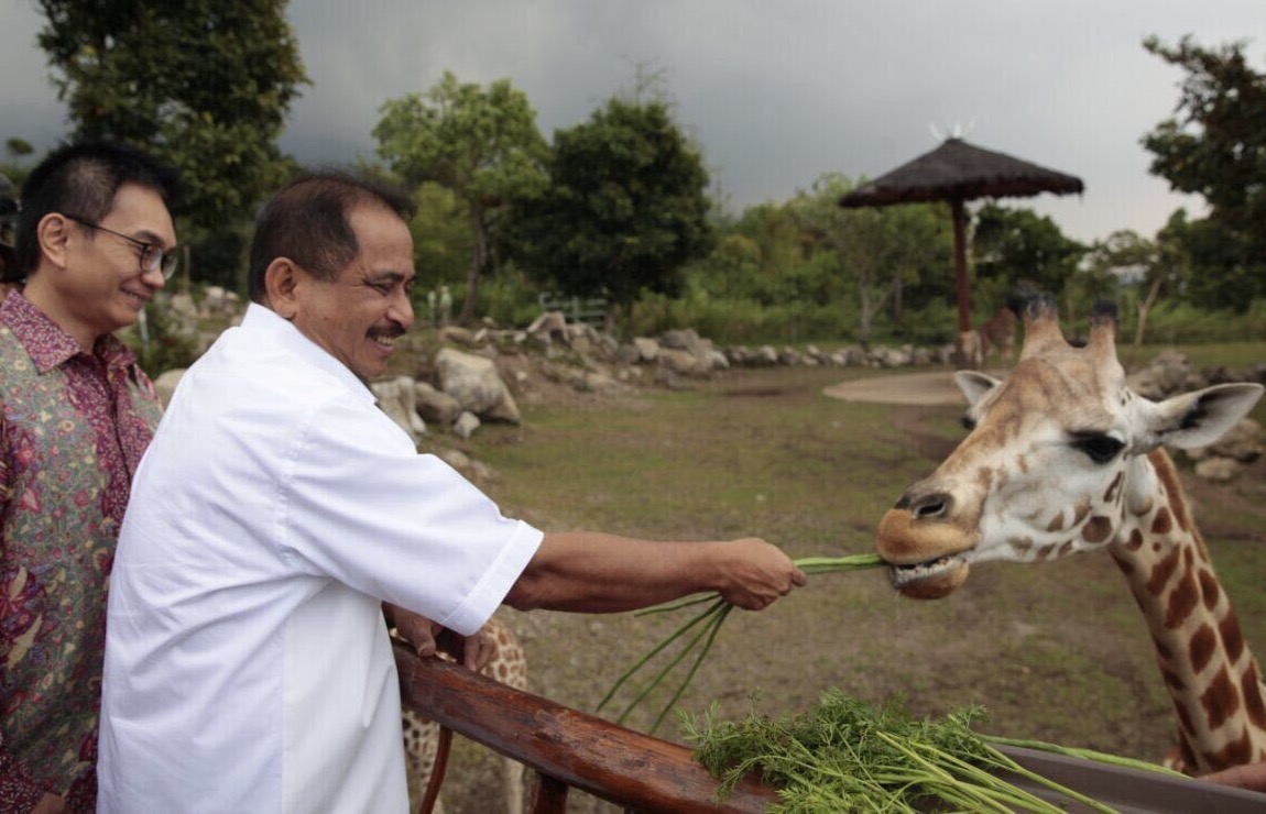 BIMO: Menteri Pariwisata arief Yahya memberi nama anak jerapah dengan nama Bimo di Taman Safari Prigen.