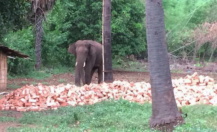 Gajah yang telah menewaskan 15 orang berhasil difoto saat berada di dekat rumah penduduk di  wilayah Jharkhand, India timur, hari Selasa (8/9). (foto: hindustan times)