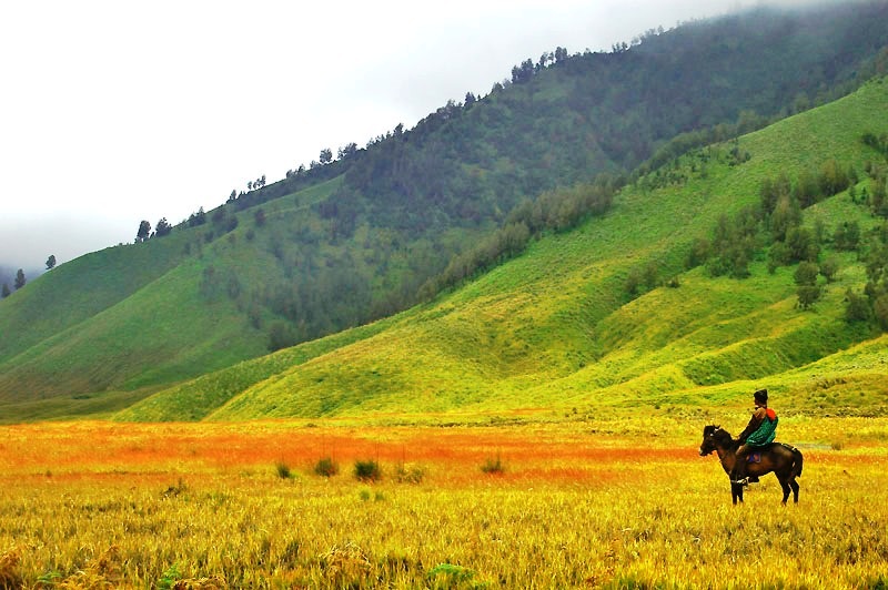 Padang Savana Bromo. Foto : Ilustrasi