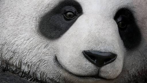 Panda Foto Ilustrasi
