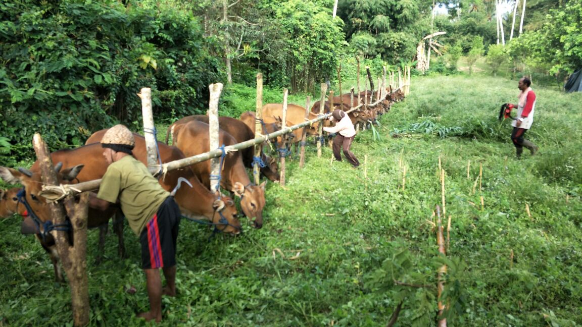 Beberapa sapi dievakuasi dari kawasan Gunung Agung, Karangasem, Bali. Foto : BNPB