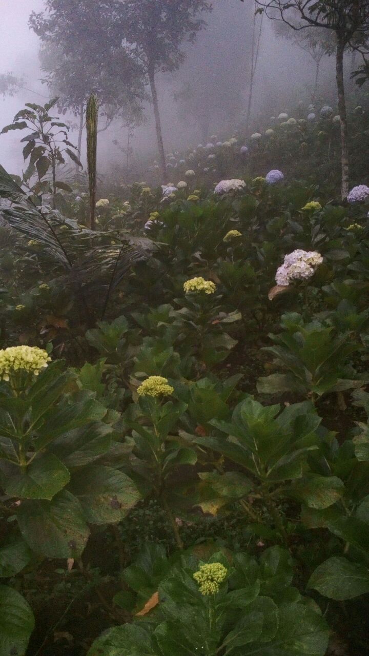 Kabut dipinggang gunung yang penuh bunga mekar.