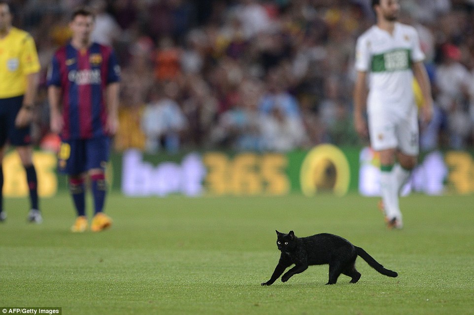 Kucing hitam saat masul dalam lapangan ketika pertandingan Barcelona melawan El Che, tahun 2014 lalu. 