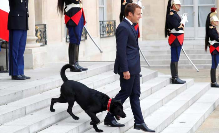 Presiden Emmanuel Macron didampingi anjingnya yang setia, Nemo menuruni anak tangga istana. (foto: afp)