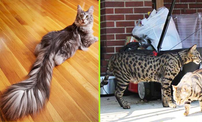 Kucing Cygnus (kiri) yang memiliki ekor terpanjang di dunia dan Arcturus (kanan) kucing tertinggi di dunia, dikhawatirkan mati terbakar. (foto: dokumentasi)