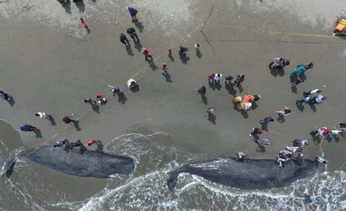 Dua dari 10 ekor ikan paus jenis sperma yang terdampar di pantai Kecamatan Masjid Raya Kabupaten Aceh Besar, (foto: serambi)