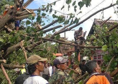 Pohon ambruk akibat puting beliung di kawasan Tambak Sawah Sidoarjo. Foto : Tagana