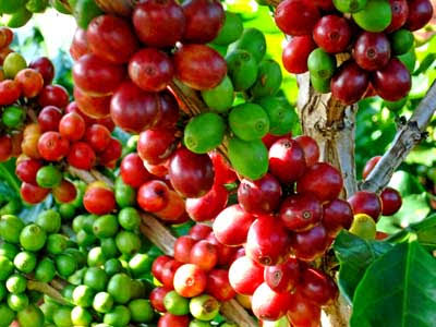 Kopi Arabika asal Kabupaten Humbang Hasundutan, Sumatera Utara, semakin mendunia