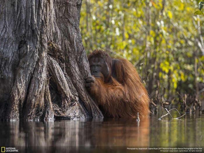  Foto orang utan di Taman Nasional Tanjung Puting, Kalimantan, Indonesia, karya fotografer asal Singapura, Jayaprakash Joghee Bojan ini dinobatkan sebagai juara lomba foto bertema National Geographic Nature Photographer of the Year tahun 2017