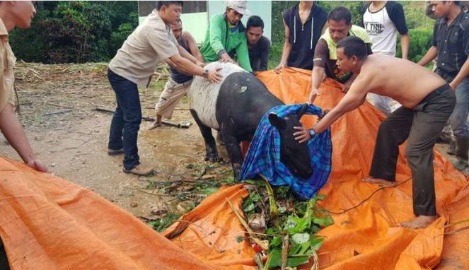 Binatang langka tapir, masuk kawasan Perkuburan Cina, Lingkungan Kampung Kristen, Kecamatan Kotapinang, Kabupaten Labuhanbatu Selatan, Senin. 18 Desember kemarin. (Foto: KLHK)