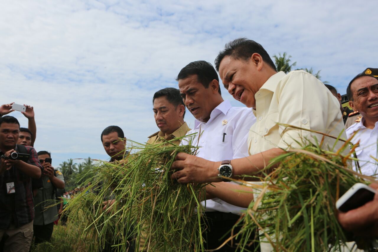 Menteri Pertanian (Mentan) Andi Amran Sulaiman, saat melakukan peninjauan ke beberapa daerah. (Foto: Antara)