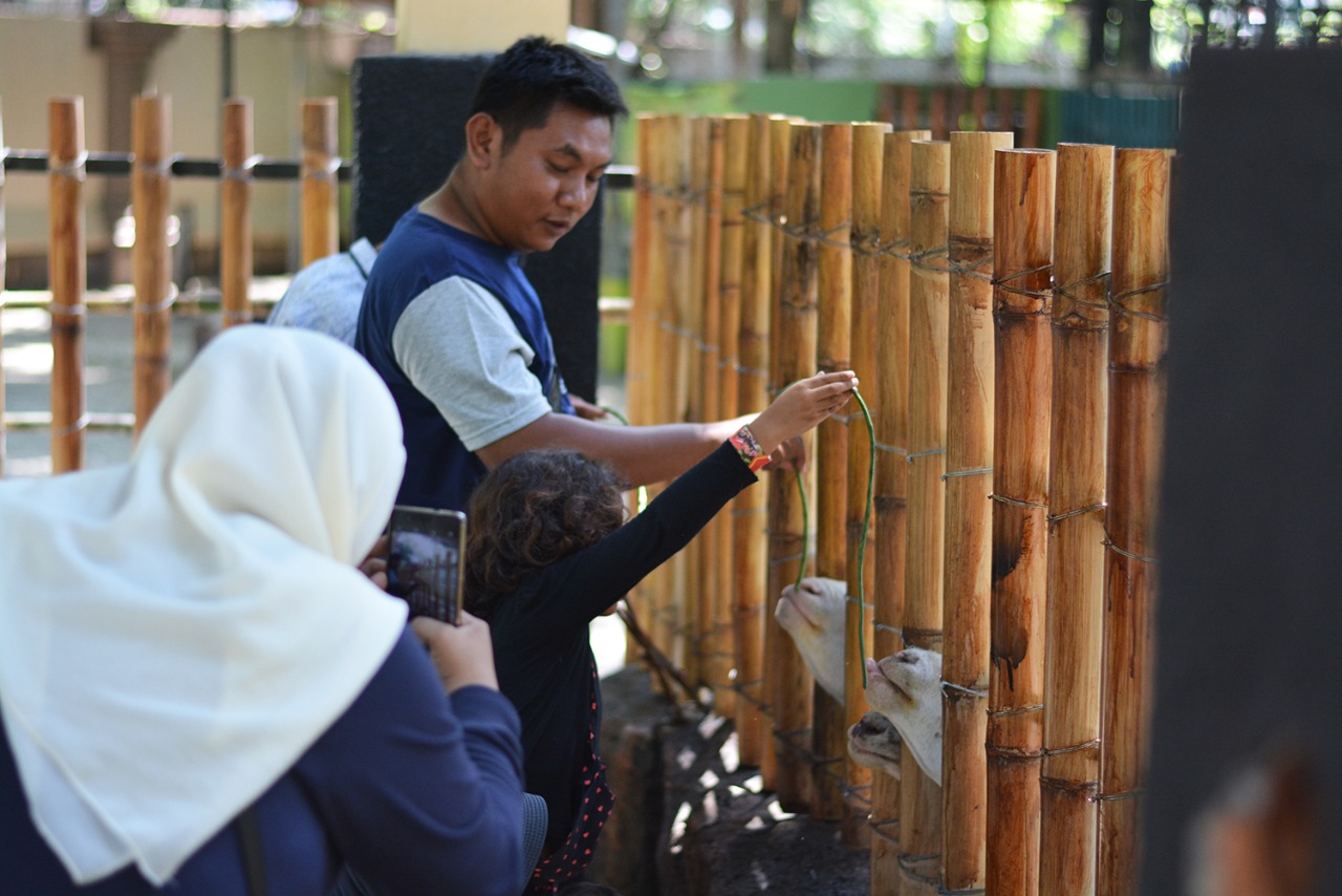 Pengunjung KBS saat memberikan makan satwa Kambing di area Kids Zoo, Minggu 25 Desember 2017. (foto: hrs/ngopibareng)