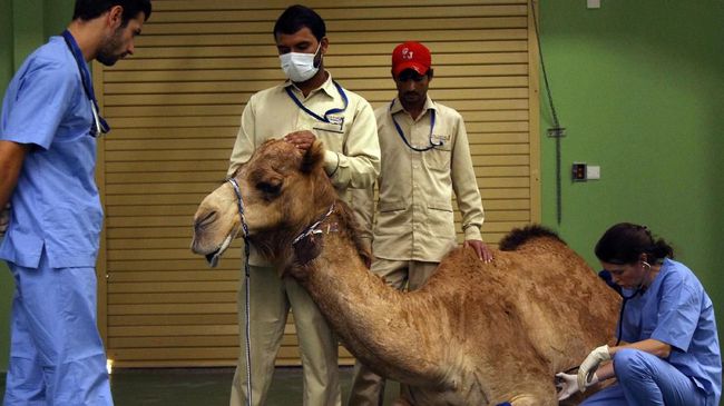  Belum pernah ada penelitian tentang khasiat urine unta untuk menyembuhkan berbagai penyakit. (Foto: REUTERS/Satish Kumar)