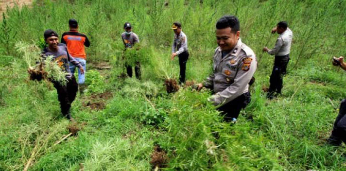 BNN ajak petani ganja di Aceh beralih ke tanaman produktif Operasi Ladang Ganja Aparat Kepolisian Polres Lhokseumawe mencabuti tanaman ganja di ladang seluas 6 hektar dalam operasi di perbukitan Desa Lancok, Sawang, Aceh Utara, Provinsi Aceh, Kamis 12 Oktober 2017. Dalam operasi itu, Polisi menemukan belasan hektar ladang ganja yang dijangkau dengan berjalan kaki menempuh hutan dan perbukitan untuk dimusnahkan (Foto: Antara)