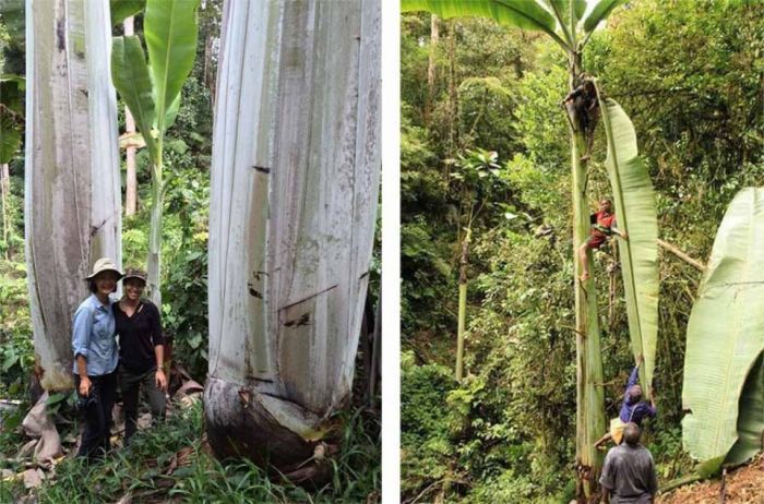 Pohon pisang terbesar di dunia ditemukan di Pegunungan Arfak, Papua Barat. foto;thestatworld