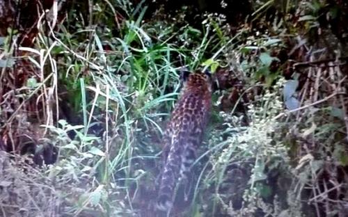 Macan tutul Jawa yang terekam camera trap yang dipasang oleh pengelola Taman Nasional Bromo Tengger Semeru (TNBTS). (Foto: TNBTS) 