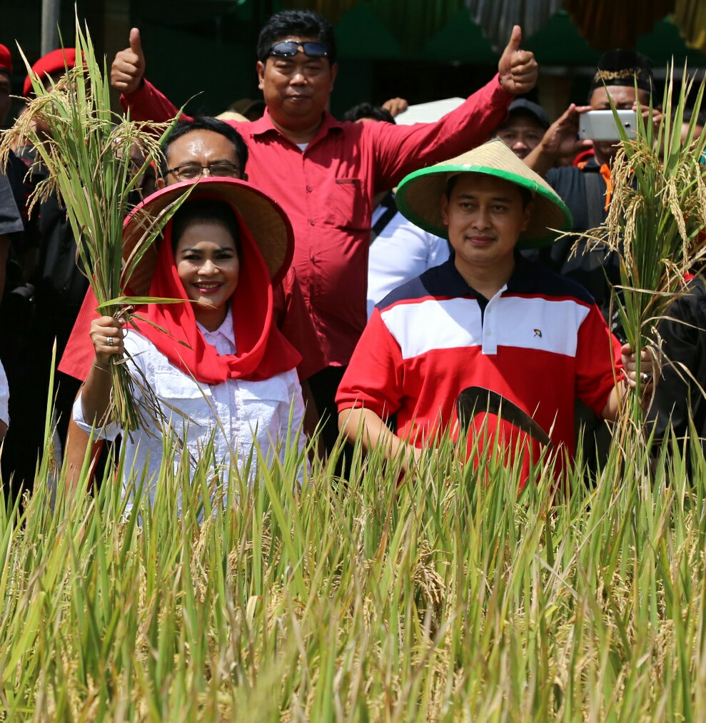 (Kiri) Puti Guntur Soekarno ketika panen raya di Nganjuk. (Foto : istimewa)