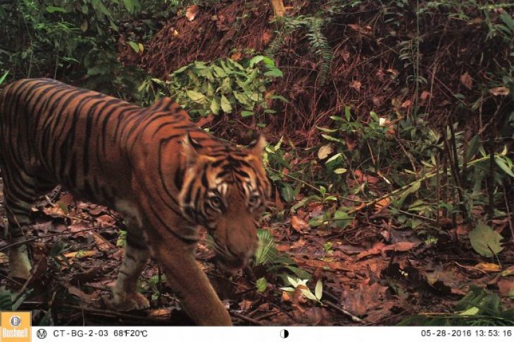 Foto seekor harimau sumatera (panthera tigris sumatreae). (Foto: Conservation International)