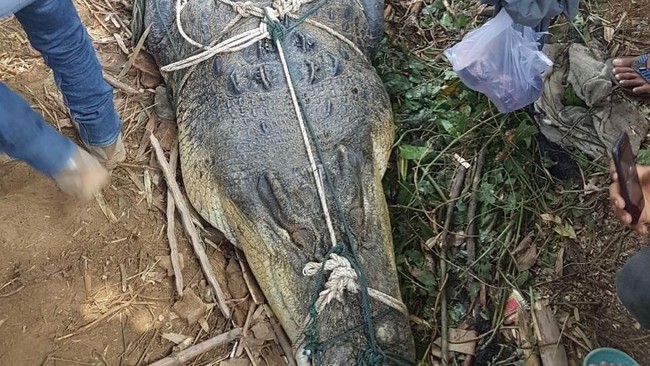 Warga Aceh Timur Tangkap Buaya Muara 1 Ton. (Foto: BKSDA) 