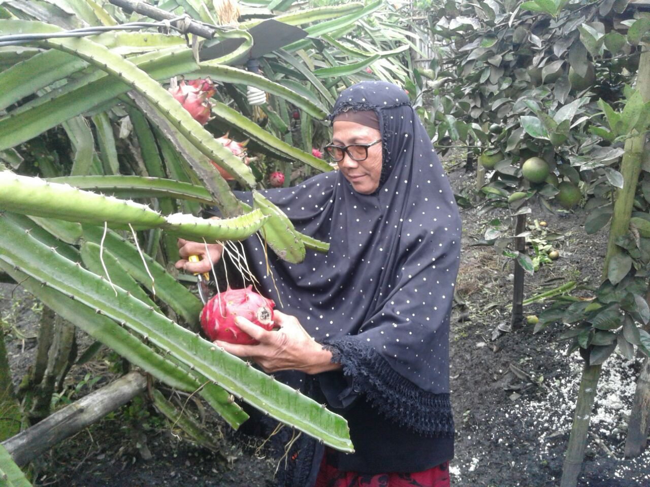 Halimatus Sadiyah di Kebun Buah Naga miliknya di Desa Wandanpuro Bululawang Malang