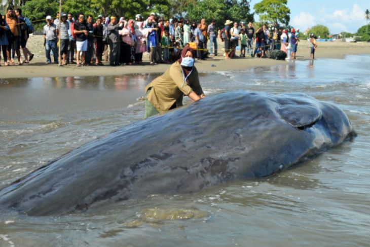 Bangkai Paus di Pantai Desa Durung, Kecamatan Masjid Raya, Kabupaten Aceh Besar, Aceh, beberapa waktu lalu. (Foto: Antara) 