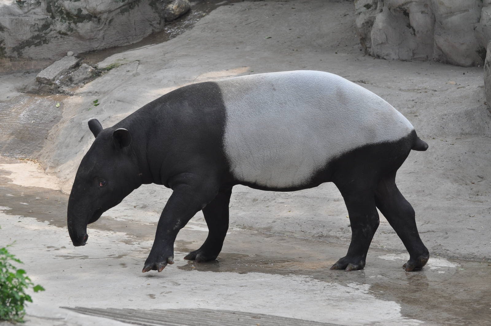 Foto: Tapir (tapirus indicus) (Foto: Youtube) 