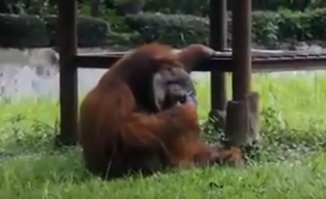 Tangkapan layar orang utan merokok di Kebun Binatang Bandung. (Foto: Youtube)