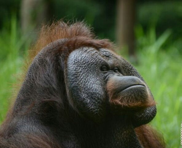 Ozon (22) orangutan Kalimantan (Pongo pygmaeus abelii) yang saat ini viral akibat pengunjung memberikan rokok, beraktivitas di Kebun Binatang, Bandung, Jawa Barat, Kamis 8 Maret . Selain menempuh jalur hukum, pengelola Kebun Binatang Bandung akan memberikan sanksi sosial kepada pelempar rokok dengan cara mempublikasikan foto pelempar rokok melalui media sosial dan selebaran. (Foto: Antara) 