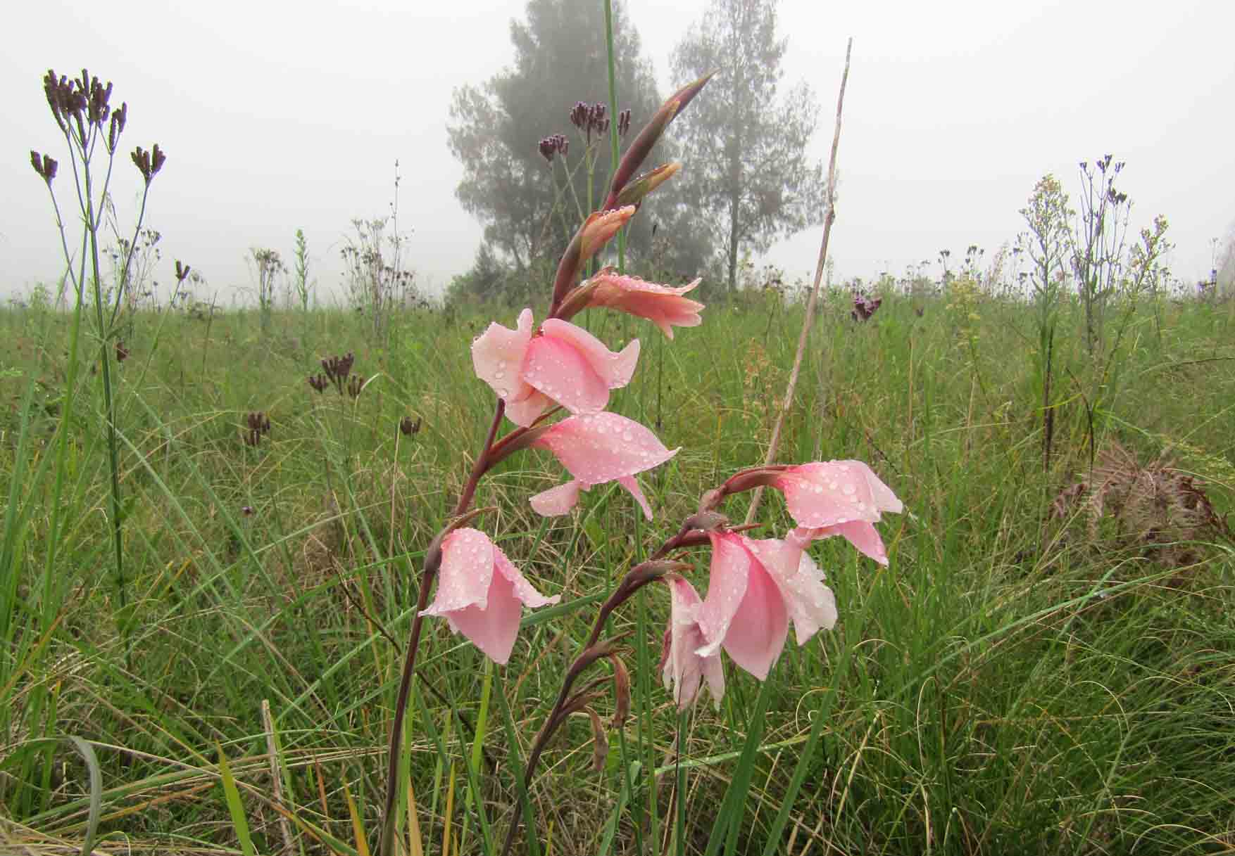 Embun pun mesra bercumbu dengan Gladiol merah muda nan cantik ini. foto:bbksdajatim