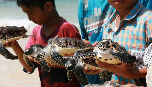 Aktivitas keren, melepas penyu le laut. foto:dok lingkungan hidup