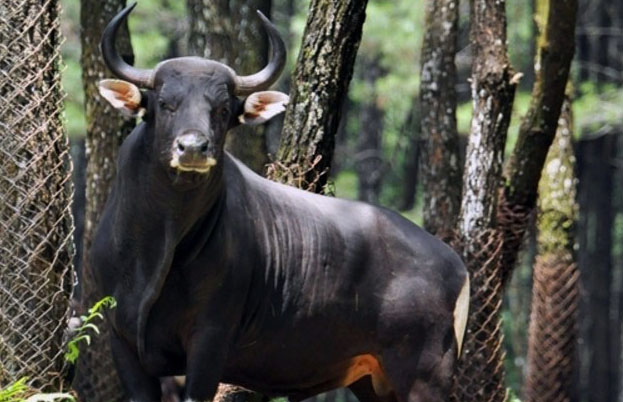 Dokumentasi Banteng. foto:bbksdajatim.org