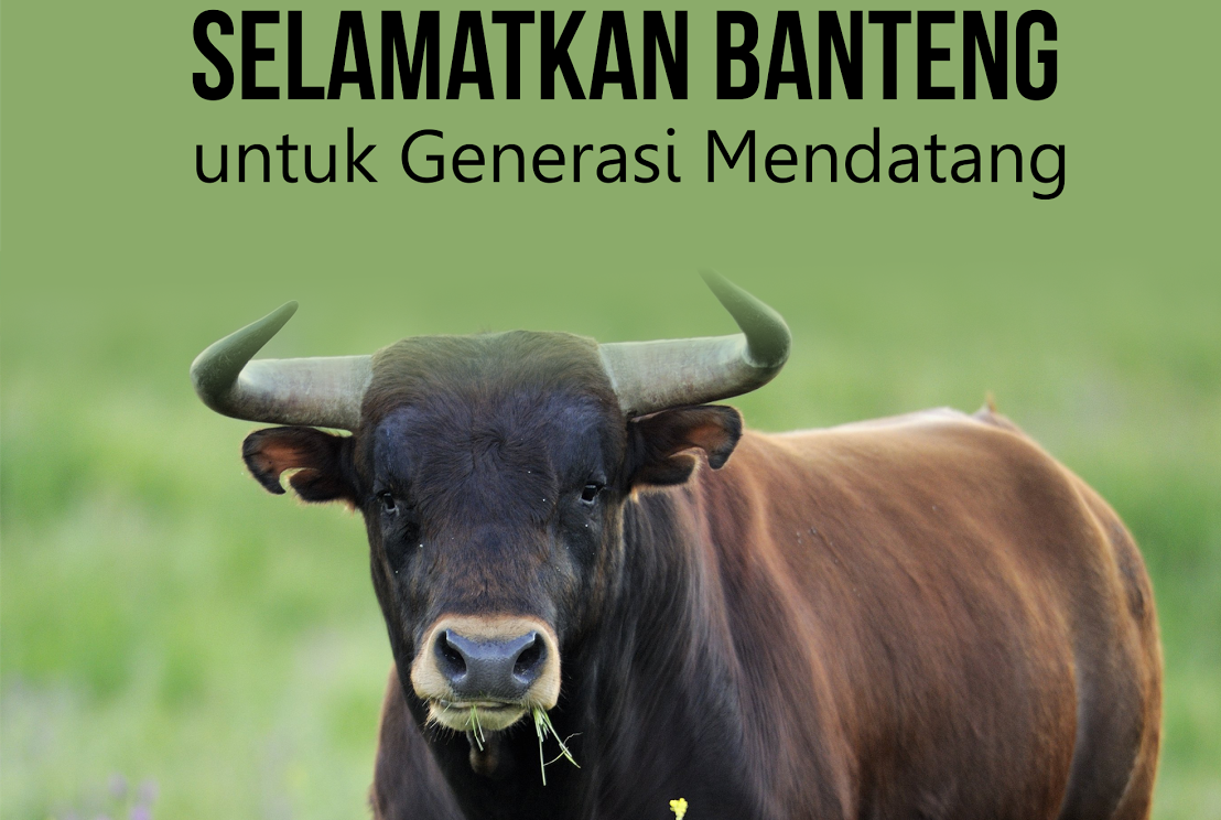 Aktivitas positif untuk populasi banteng. foto:google