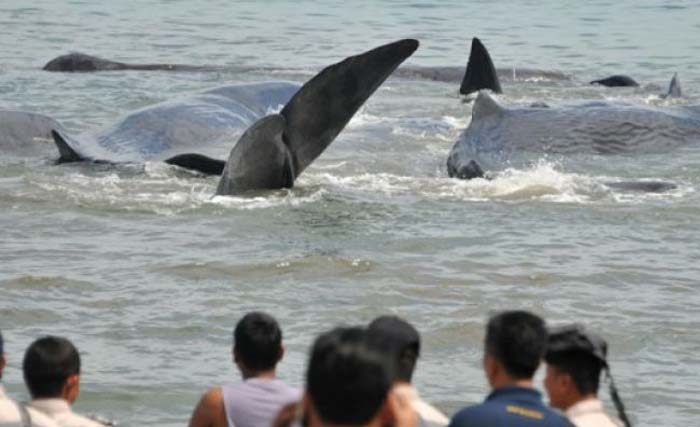 Ratusan ikan paus raksasa jenis pilot terdampar di pantai di Australia Barat hari Jumat 23 Maret kemarin. (foto: ampelsa/antara) 