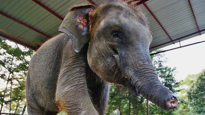 Kondisi gajah sumatera Erin yang terpotong belalainya. (foto: Waykambas)