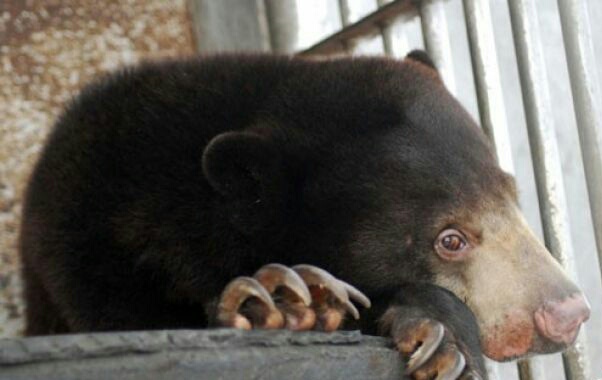 Beruang madu (Helarctos malayanus) (Foto: Antara)