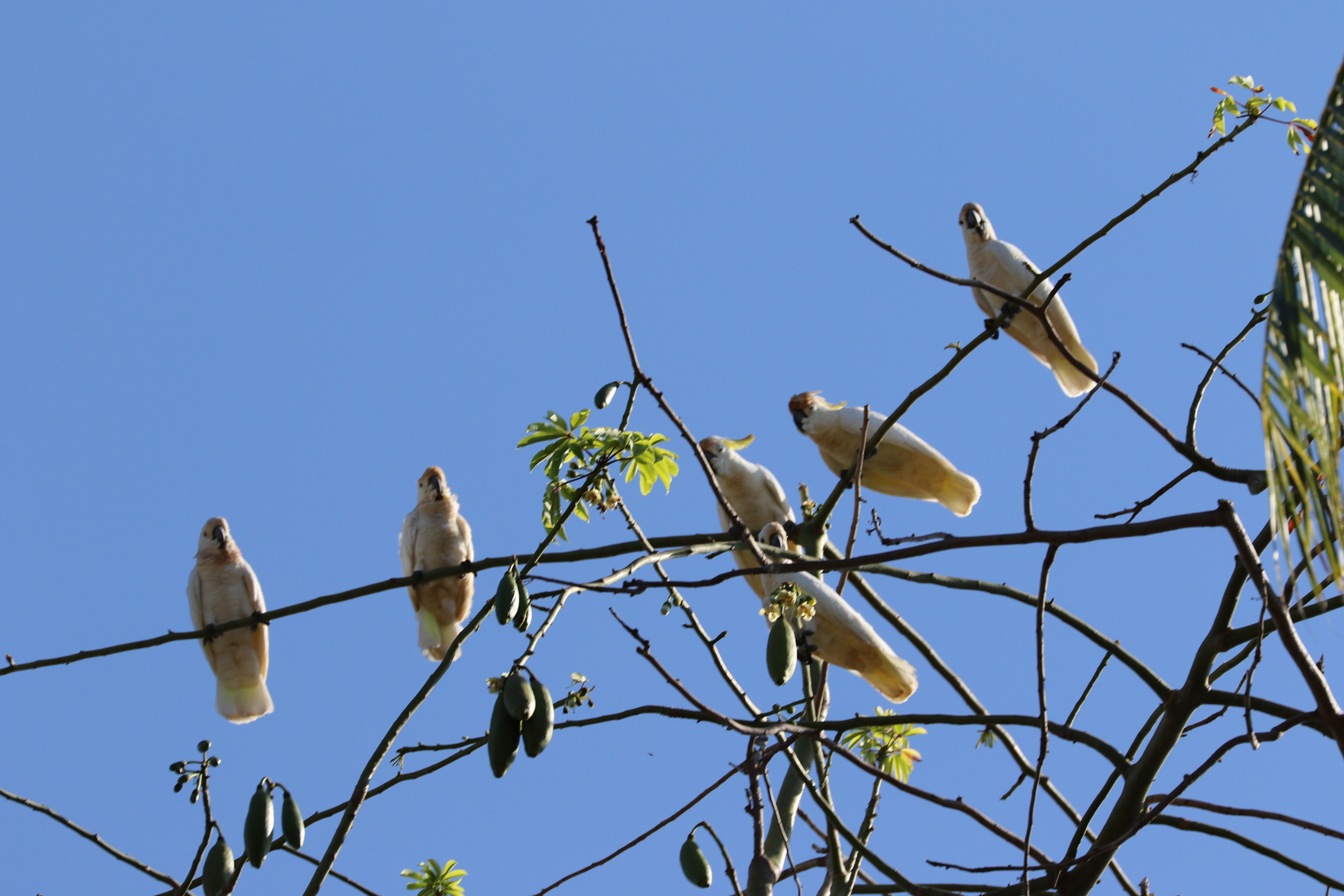 Cacatua sulphurea abbotti bertengger di pohon randu di habitat asli di Pulau Masa Kambing. foto:bbksda Jawa Timur