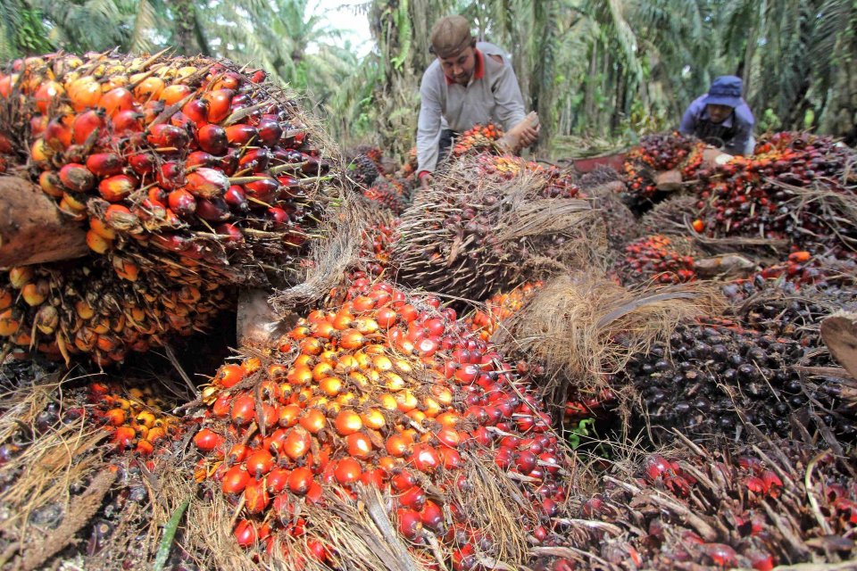 Pengusaha Kelapa Sawit protes atas penghentian penjualan produk sawit oleh Supermarket Inggris. (foto: Getty Images)