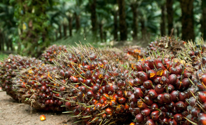 Kelapa sawit. (Foto: gimni.org)