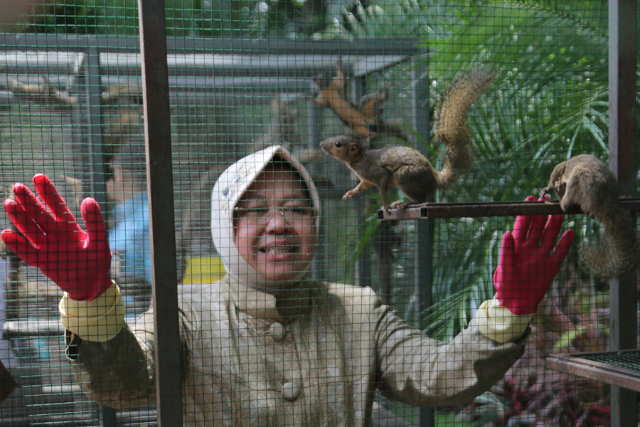  Risma melepas ratusan satwa tupai di Taman Surya Surabaya, Kamis, 26 April 2018.