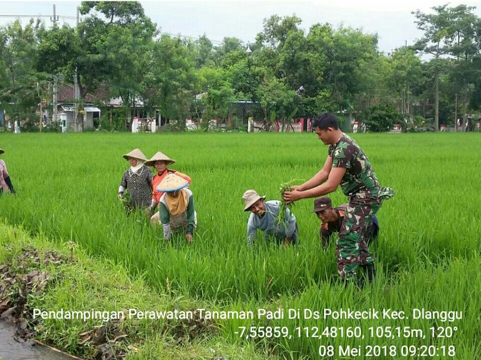 Babinsa Bersama Petani Pohkecik - Dlanggu Saat Melakukan Penyiangan Padi