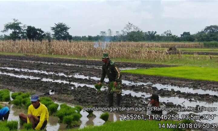 Babinsa Dlanggu Serka Jainudin Bersama Petani Saat Mencabut Bibit Tanaman Padi