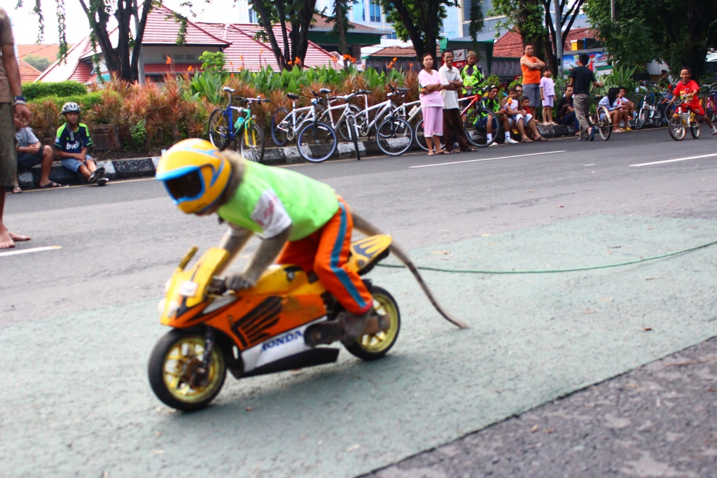 Sariman Monyet naik motor di CFD Taman Bungkul Surabaya, selalu jadi tontotnan setiap hari Minggu. foto:istimewa