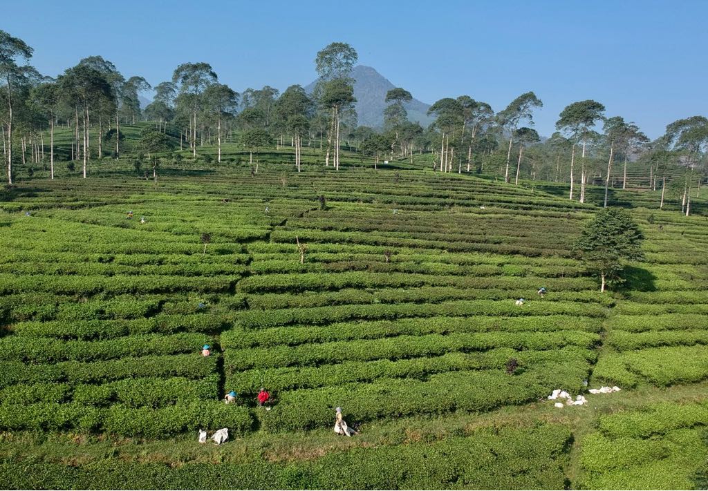 Diantara kehijauan, pasar pematang sawah itu ada. foto:genpi