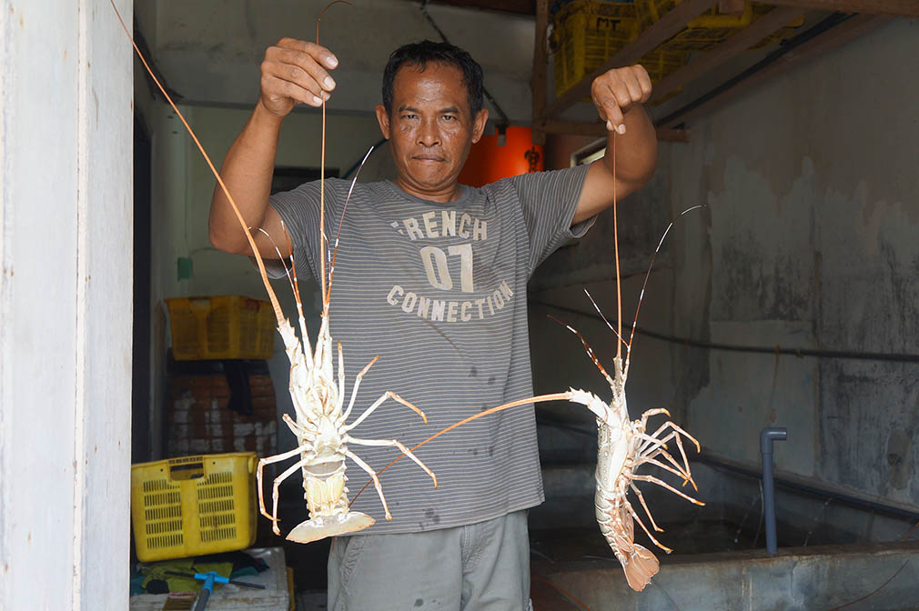 Lilik Harijanto dengan  hasil budidaya Lobsternya ( Foto istimewa )